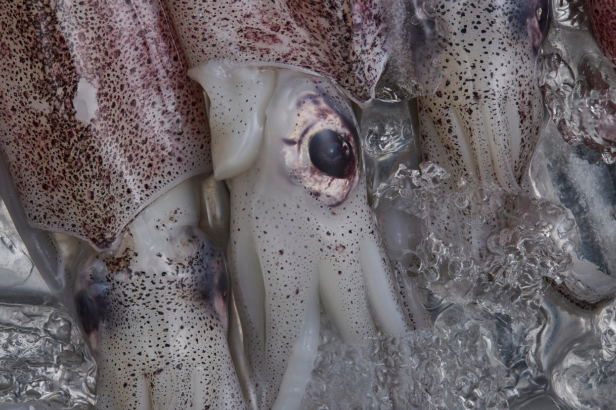 Raw Squids Closeup